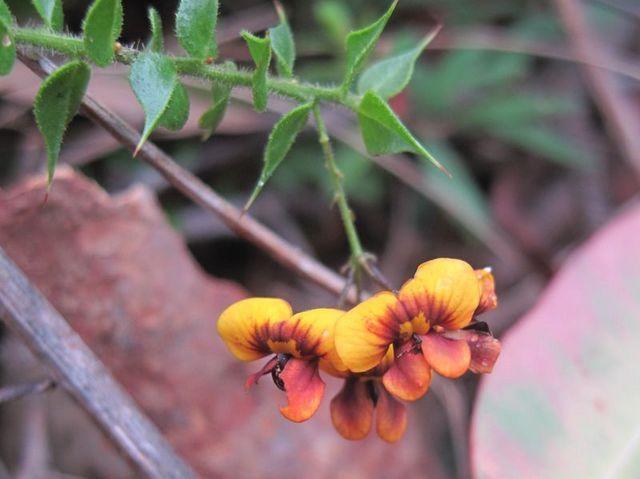 Daviesia squarrosa flowers