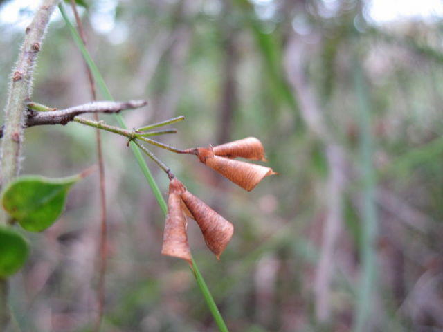 Daviesia squarrosa fruit after dehiscence
