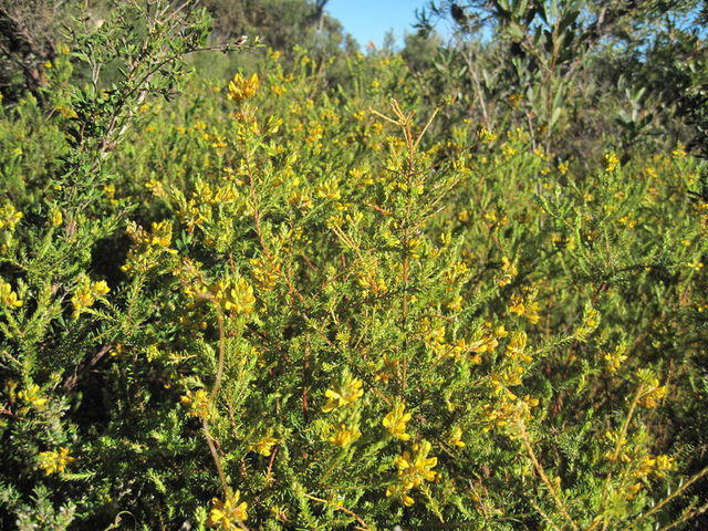 Dillwynia floribunda plant shape