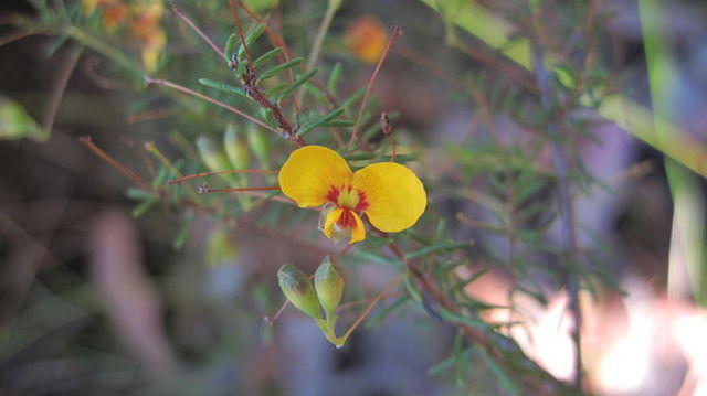 Dillwynia parvifolia flower and buds