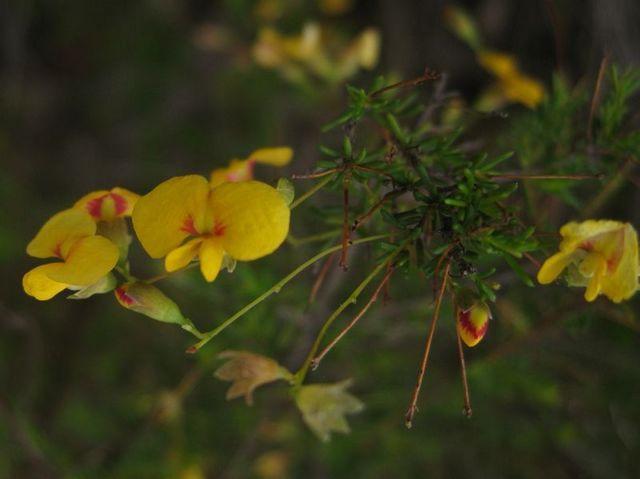 Dillwynia retorta ssp peduncularis flowers with long flower stalks