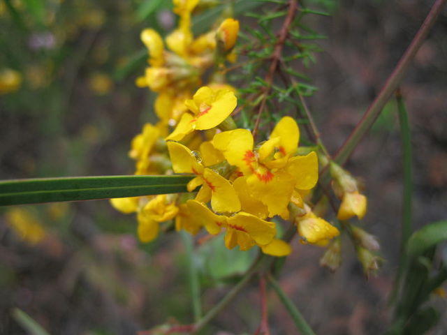 Dillwynia retorta ssp retorta flowers
