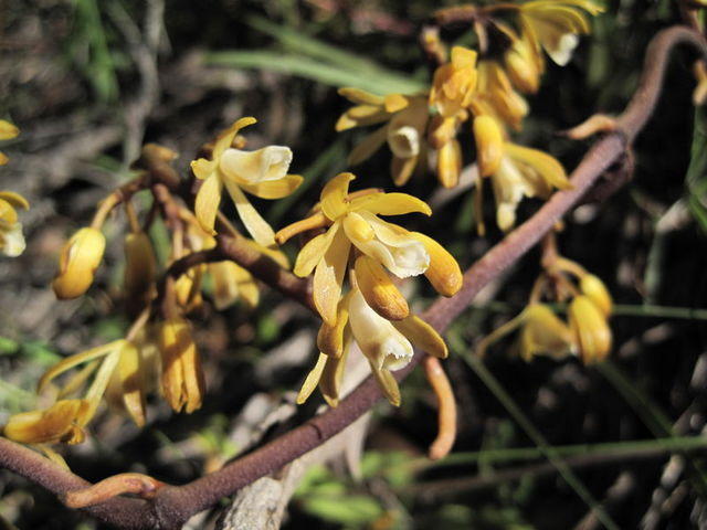 Erythrorchis cassythoides flower spike