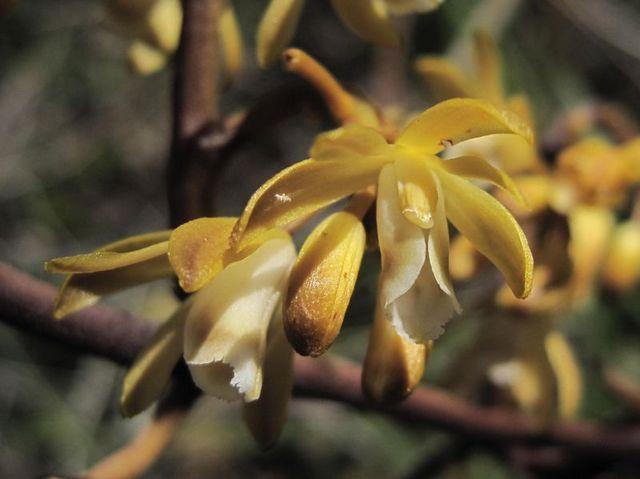 Erythrorchis cassythoides flowers