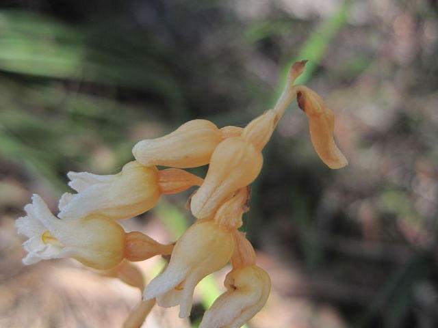 Gastrodia sesamoides flowers