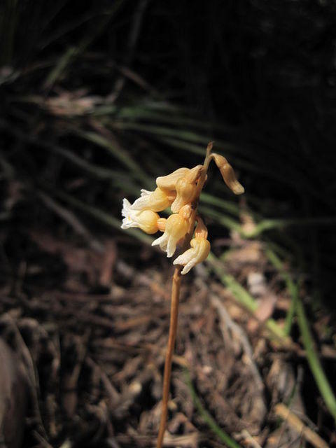 Gastrodia sesamoides flowers