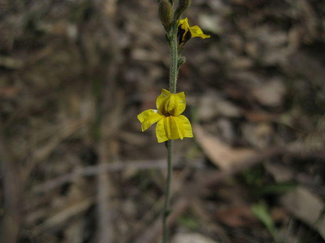 Goodenia bellidifolia flower