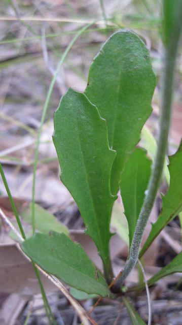 Goodenia bellidifolia leaves and hairy stem