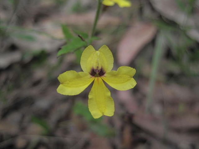 Goodenia heterophylla flower