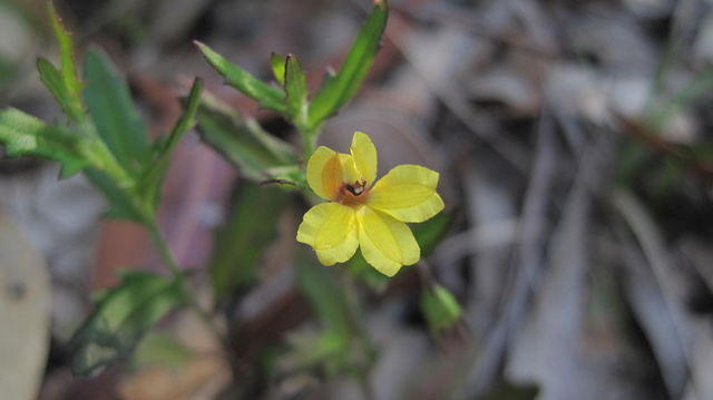 Goodenia heterophylla  flower