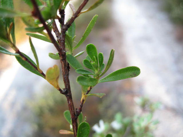 Hibbertia linearis leaf shape