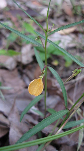 Hybanthus stellarioides flower and leaves