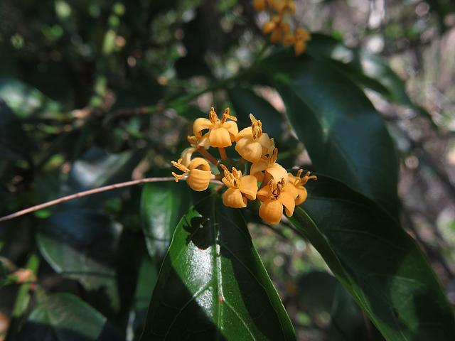 Morinda jasminoides (4)