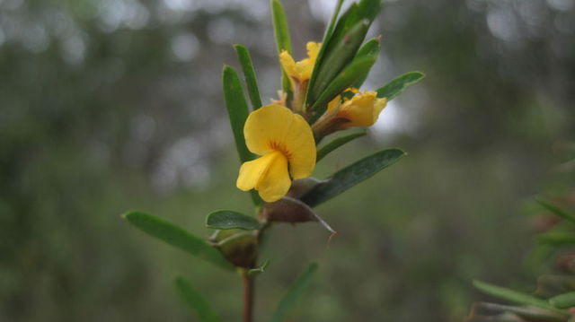 Pultenaea blakelyi flower