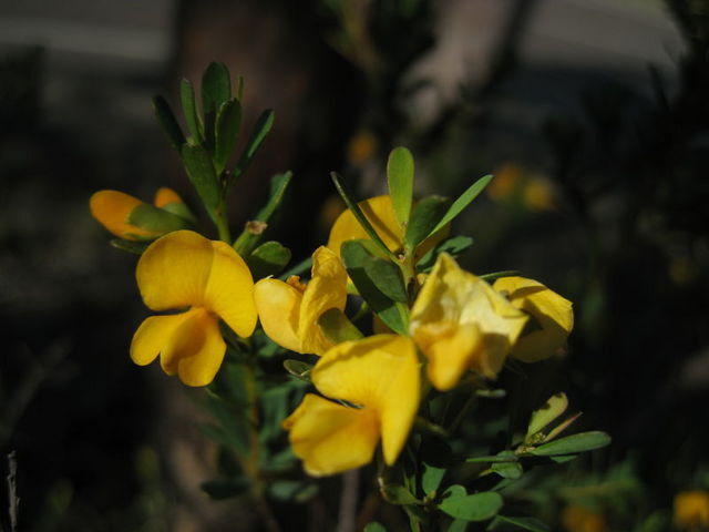 Pultenaea flexilis flowers