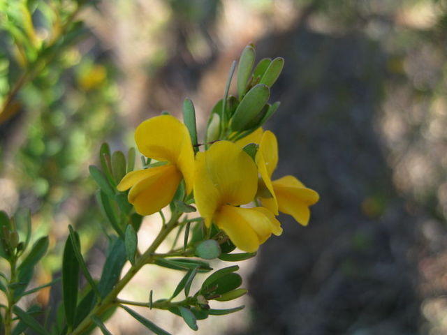 Pultenaea flexilis flowers