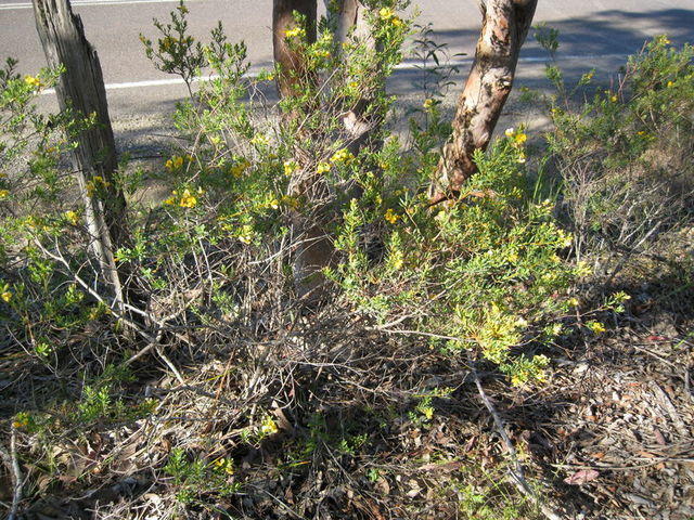 Pultenaea flexilis plant shape - shrub