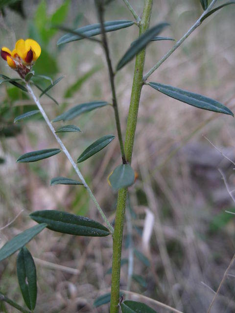 Pultenaea palacea stems are widely spaced, leaves are pointed