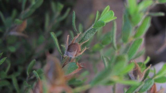Pultenaea villosa seed pod