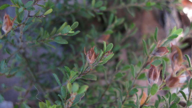 Pultenaea villosa seed pods