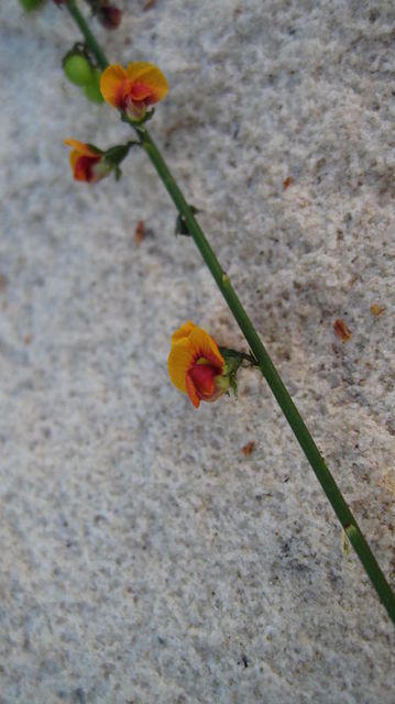 Sphaerolobium vimineum orange-red-yellow flower