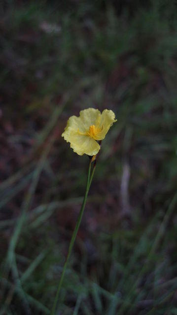 Xyris operculata flower