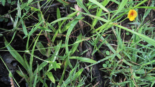 Zornia dyctiocarpa long stems