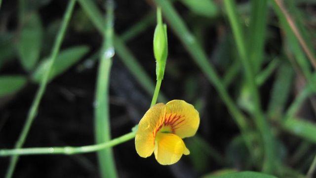 Zornia dyctiocarpa flower