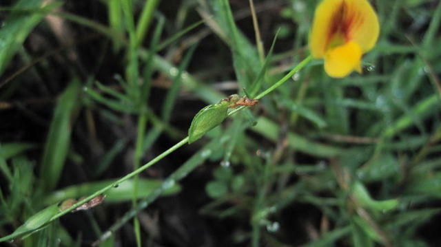 Zornia dyctiocarpa leafy stipules