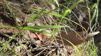 Echinopogon caespitosus leaves