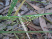 Blown Grass Lachnagrostis filiformis panicle in leaf sheath