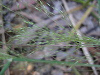 Blown Grass Lachnagrostis filiformis panicle