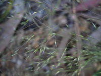 Blown Grass Lachnagrostis filiformis long fine stems