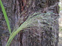 Blown Grass Lachnogrostis filiformis panicle