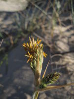 Spinifex sericeus male flower