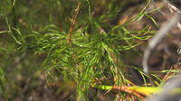 Baloskion tetraphyllum 