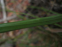 Gahnia aspera leaf underside