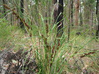 Gahnia aspera plant shape and habitat