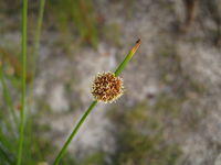 Isolepis nodosa flowers