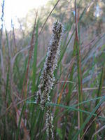 Carex appressa plant shape