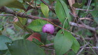 Acmena smithii fruit