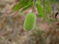 Billardiera scandens fruit