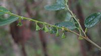 Breynia oblongifolia immature fruit
