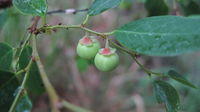 Breynia oblongifolia fruit