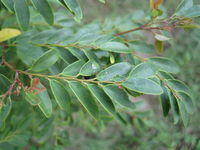Breynia oblongifolia leaves