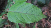 Cissus antarctica leaf