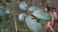 Cissus hypoglauca leaf
