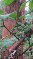 Cissus hypoglauca fruit and tendrils