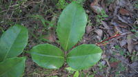 Cissus sterculiifolia leaf, glossy and leathery