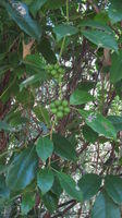 Cissus sterculiifolia fruit in bunches 